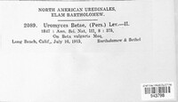 Uromyces betae image